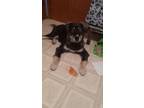 Adopt Chester a Black - with White Husky / German Shepherd Dog / Mixed dog in