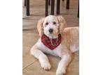 Adopt Blizzy a White - with Tan, Yellow or Fawn Bernedoodle / Mixed dog in O