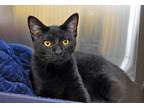 Adopt Puma a All Black Domestic Shorthair (short coat) cat in Coupeville