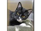 Adopt Mitties a Black & White or Tuxedo Domestic Shorthair (short coat) cat in