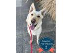 Adopt Viola a Red/Golden/Orange/Chestnut Mixed Breed (Large) / Mixed dog in