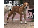 Adopt Rusty a Tan/Yellow/Fawn - with White Australian Cattle Dog / Husky / Mixed