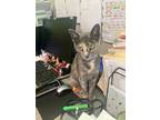Adopt Evie a Gray or Blue Domestic Shorthair / Domestic Shorthair / Mixed cat in