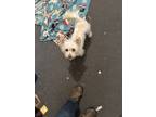 Adopt Joey a White - with Gray or Silver Mutt / Westie, West Highland White