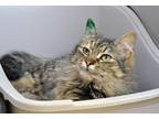 Adopt Kat Benatar a Brown Tabby Domestic Mediumhair (medium coat) cat in