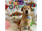 Adopt Sydney a Golden Retriever / Mixed dog in Poughkeepsie, NY (41242418)