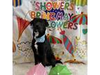 Adopt Bud a Labrador Retriever / Mixed dog in Poughkeepsie, NY (41242417)