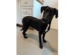 Adopt Murphy a Labrador Retriever / Mixed dog in Poughkeepsie, NY (41327618)