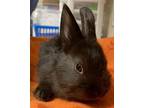 Adopt Pepper a Dwarf / Mixed rabbit in Bracebridge, ON (41326780)