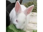 Adopt Onion a Dwarf / Mixed rabbit in Bracebridge, ON (41326776)