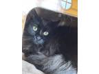 Adopt Cocoa a Domestic Longhair / Mixed cat in Pembroke, ON (41327611)