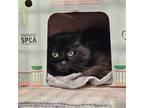 Adopt Cocoa a Domestic Longhair / Mixed cat in Pembroke, ON (41327611)