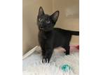 Adopt Webb a Domestic Shorthair / Mixed cat in Oakland, NJ (41327570)