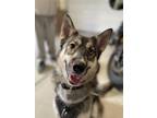 Adopt Sierra a Brown/Chocolate - with Black German Shepherd Dog / Husky / Mixed