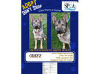Adopt Grizz a Brown/Chocolate Shepherd (Unknown Type) / Mixed dog in Niagara