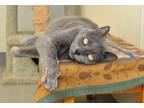 Adopt Kit Kit a Gray or Blue Domestic Shorthair (short coat) cat in Coupeville