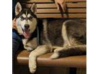 Adopt Indigo a Black Husky / Mixed dog in Mesquite, TX (41217021)