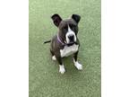 Adopt Ivy a Gray/Blue/Silver/Salt & Pepper American Pit Bull Terrier / Mixed dog