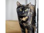 Adopt Catty Purry a All Black Domestic Mediumhair / Domestic Shorthair / Mixed