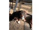 Adopt Timmy a Brown/Chocolate Dachshund / Mixed dog in Cheyenne, WY (41327547)