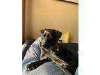 Adopt Ravioli a Black Labrador Retriever / Mutt / Mixed dog in New London