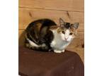 Adopt Brandy a Calico or Dilute Calico Calico (short coat) cat in Temecula