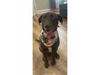 Adopt Sadie a Brown/Chocolate Labrador Retriever / Mixed dog in Hartwell