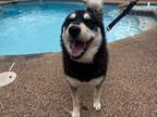 Adopt Mocha a Black - with Tan, Yellow or Fawn Husky / German Shepherd Dog /