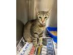 Adopt Posey a Brown or Chocolate Domestic Shorthair / Domestic Shorthair / Mixed