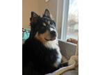 Adopt Kobe a Tricolor (Tan/Brown & Black & White) Husky / Australian Shepherd /