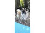 Adopt Princess Gia a Pekingese / Pomeranian / Mixed dog in Davie, FL (41066244)
