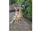 Adopt Dakota a Black - with Tan, Yellow or Fawn German Shepherd Dog / Mixed dog