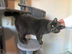 Adopt Rocky a Gray or Blue Domestic Mediumhair (medium coat) cat in Stockton