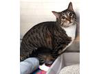 Adopt 655907 a Tan or Fawn Domestic Shorthair / Domestic Shorthair / Mixed cat