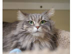 Adopt Cinderella a Gray or Blue Domestic Longhair / Domestic Shorthair / Mixed