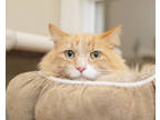 Adopt Colby a Orange or Red Domestic Longhair / Mixed Breed (Medium) / Mixed