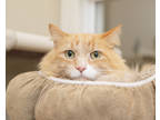 Adopt Colby a Orange or Red Domestic Longhair / Domestic Shorthair / Mixed cat
