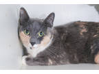 Adopt Anjou a Gray or Blue Domestic Shorthair / Domestic Shorthair / Mixed cat
