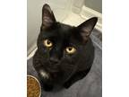 Adopt Raclette a All Black Domestic Shorthair / Mixed Breed (Medium) / Mixed