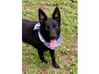 Adopt Sophie a Black Shepherd (Unknown Type) / Mixed dog in Bartlesville
