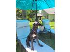 Adopt Lovable Lola a Brindle Mixed Breed (Medium) / Mixed dog in Eustis