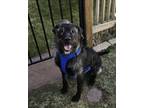 Adopt Trax a Black Border Collie / Mixed dog in Cheyenne, WY (41327249)