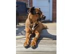 Adopt Marge a Brown/Chocolate - with Black Rottweiler / Boxer / Mixed dog in