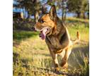 Adopt Blitz a Black - with Tan, Yellow or Fawn German Shepherd Dog / Mixed dog
