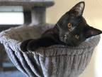 Adopt Spade a Black (Mostly) Domestic Shorthair (short coat) cat in Stockton