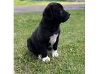 Adopt Tucker~adopted! a Black - with White Great Pyrenees / Labrador Retriever /