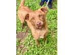 Adopt Hansel a Brindle Bernese Mountain Dog / Mixed Breed (Medium) / Mixed