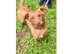 Adopt Hansel a Tan/Yellow/Fawn Mountain Cur / Mixed dog in Bartlesville