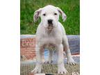 Adopt Dotson a White American Pit Bull Terrier / Mixed dog in Newport