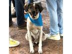 Adopt Chico a White - with Brown or Chocolate Treeing Walker Coonhound /